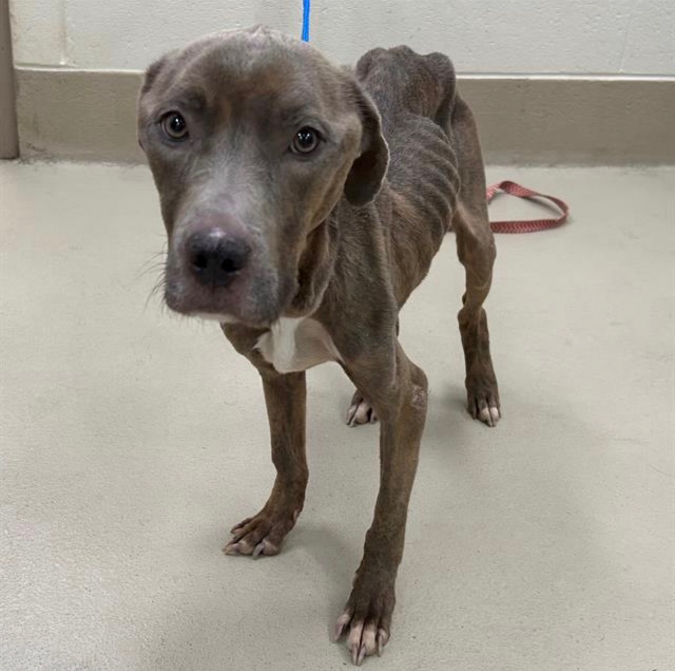 Shelter pet looking at the camera