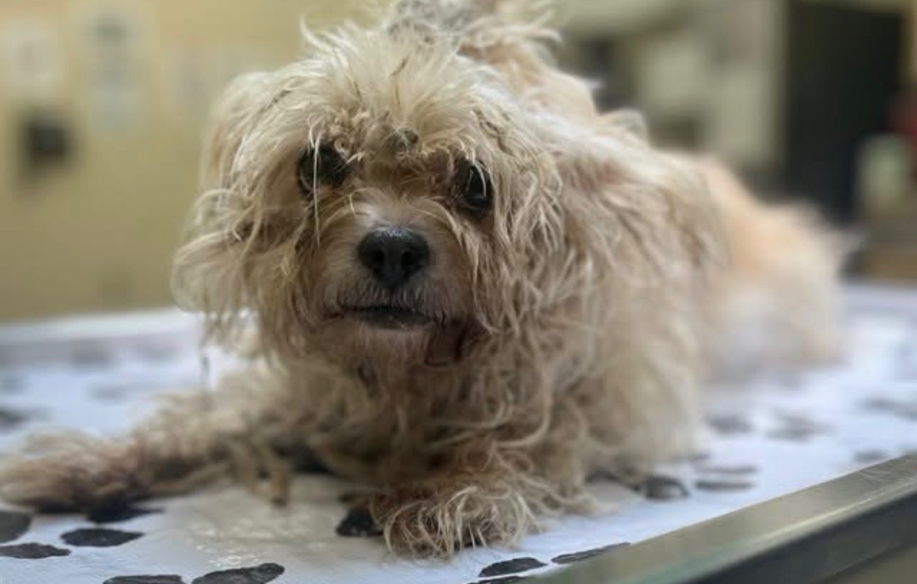 Shelter dog with tongue out looking hopeful