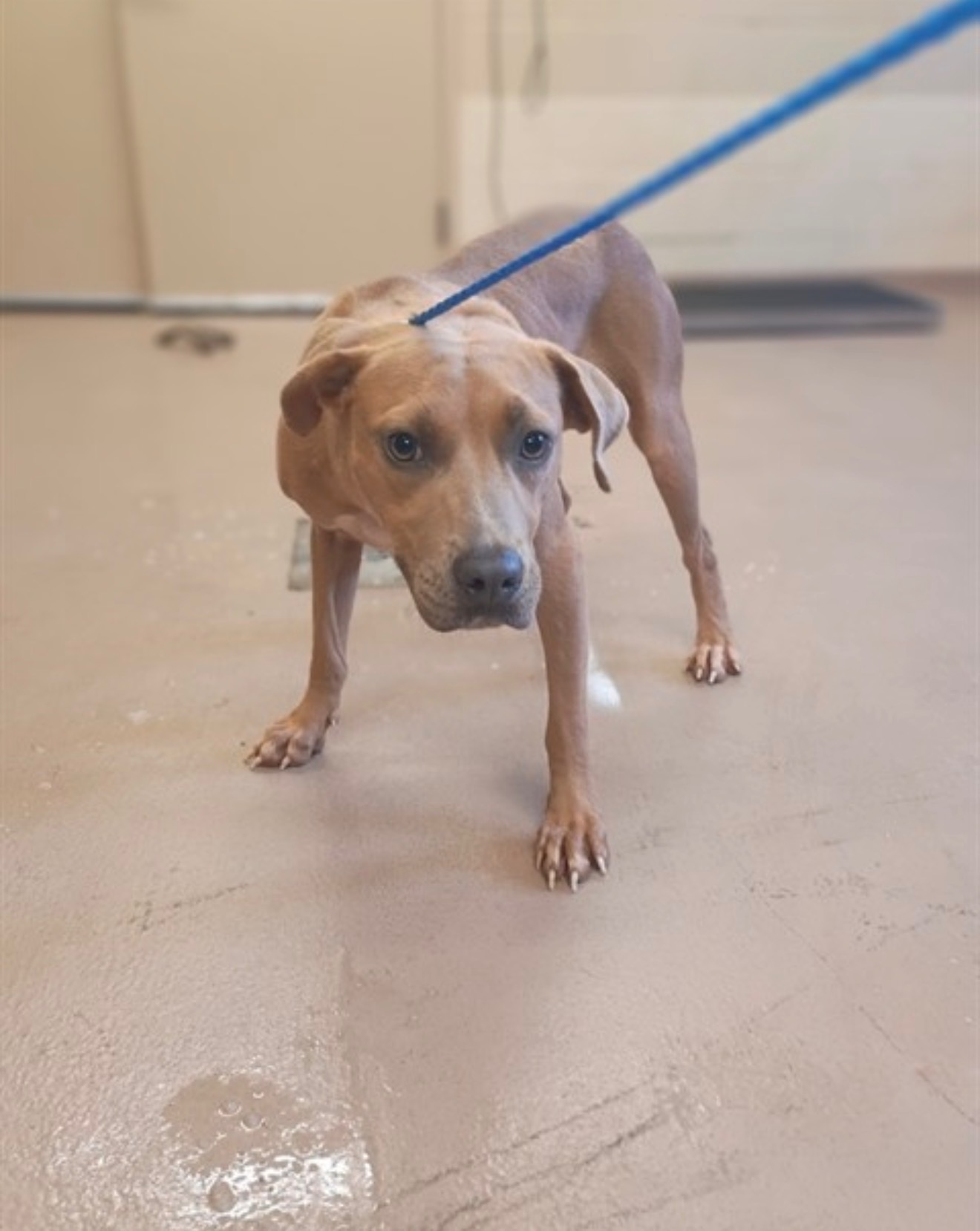 Shelter dog